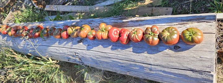 Delicious tomato harvest from the Commons Garden.